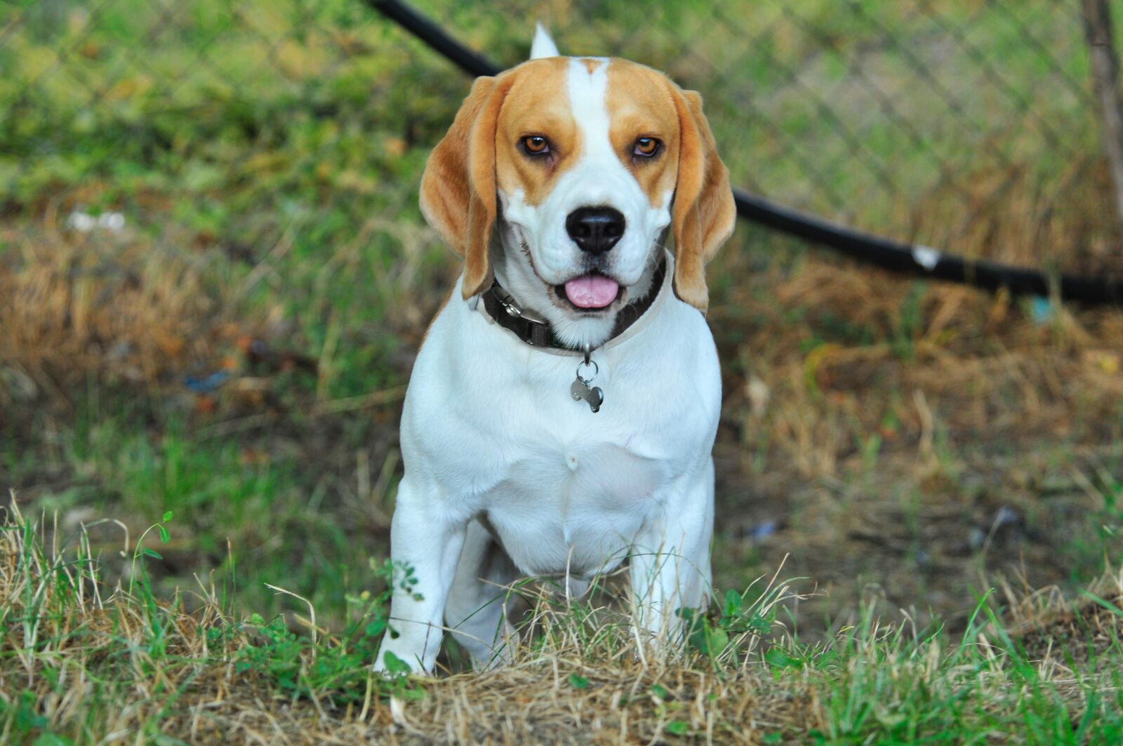 Nikon D300 sample photo. Pet, dog, animals photography