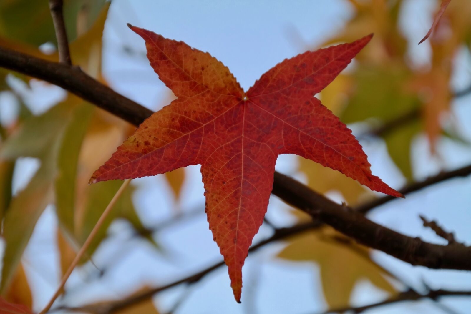 Samsung NX300 sample photo. Autumn, fall foliage, red photography