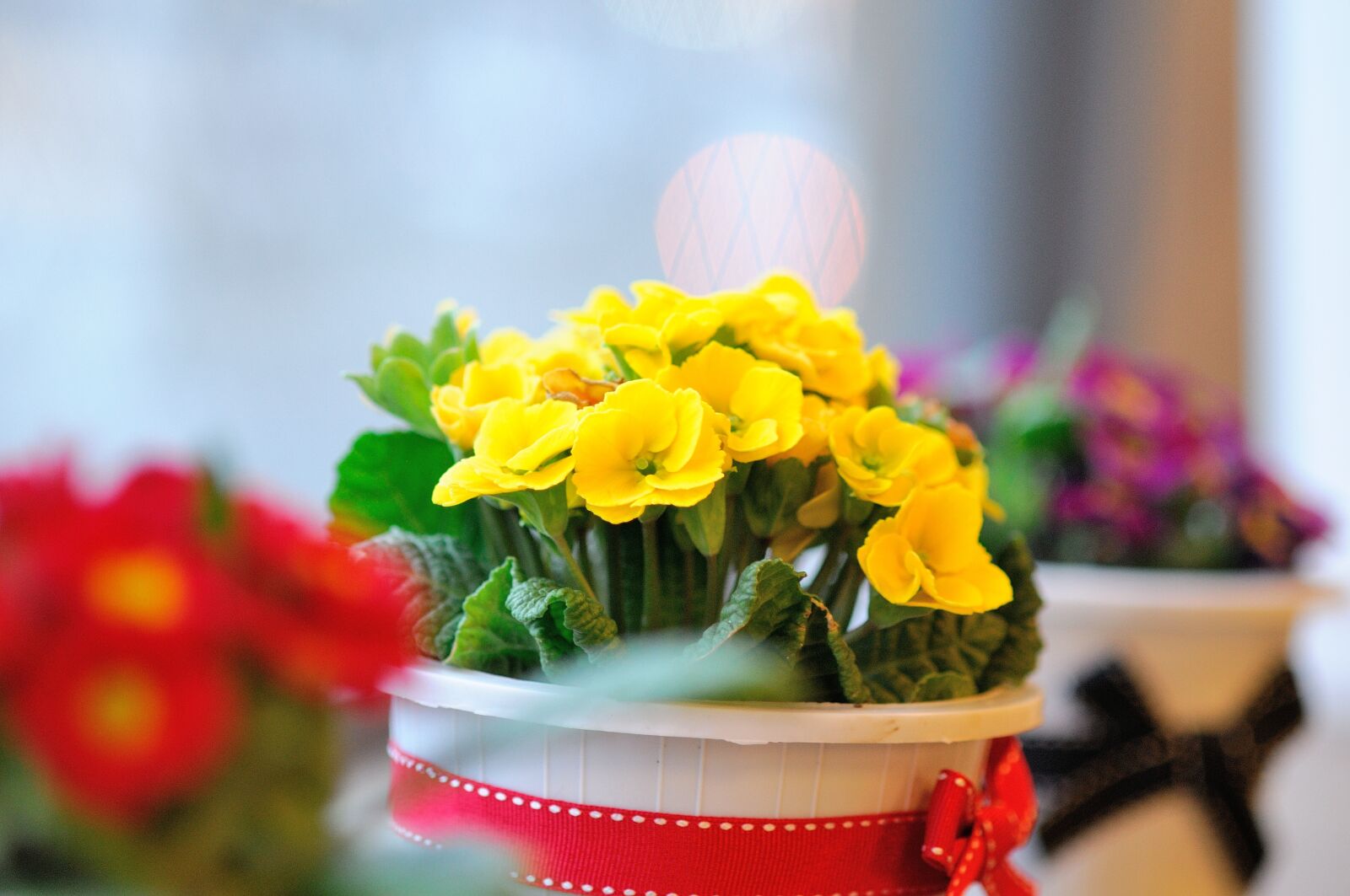 Nikon D300 sample photo. Flowers, potted plant, spring photography