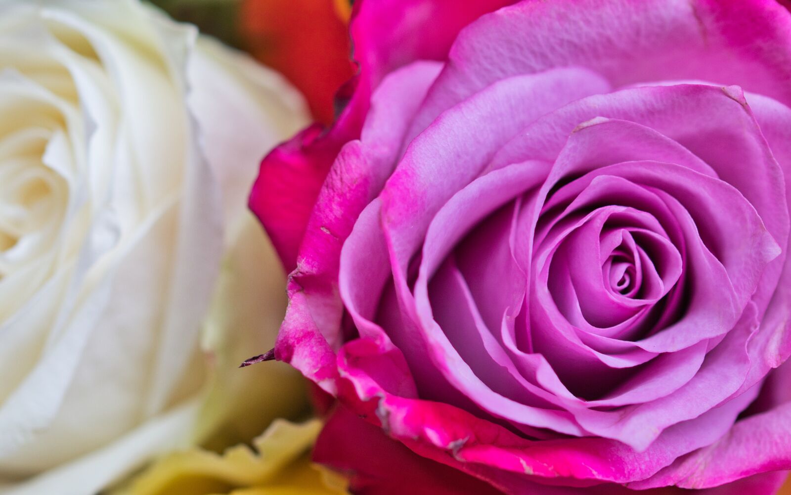 Canon EOS 200D (EOS Rebel SL2 / EOS Kiss X9) sample photo. Rose, romance, pink photography