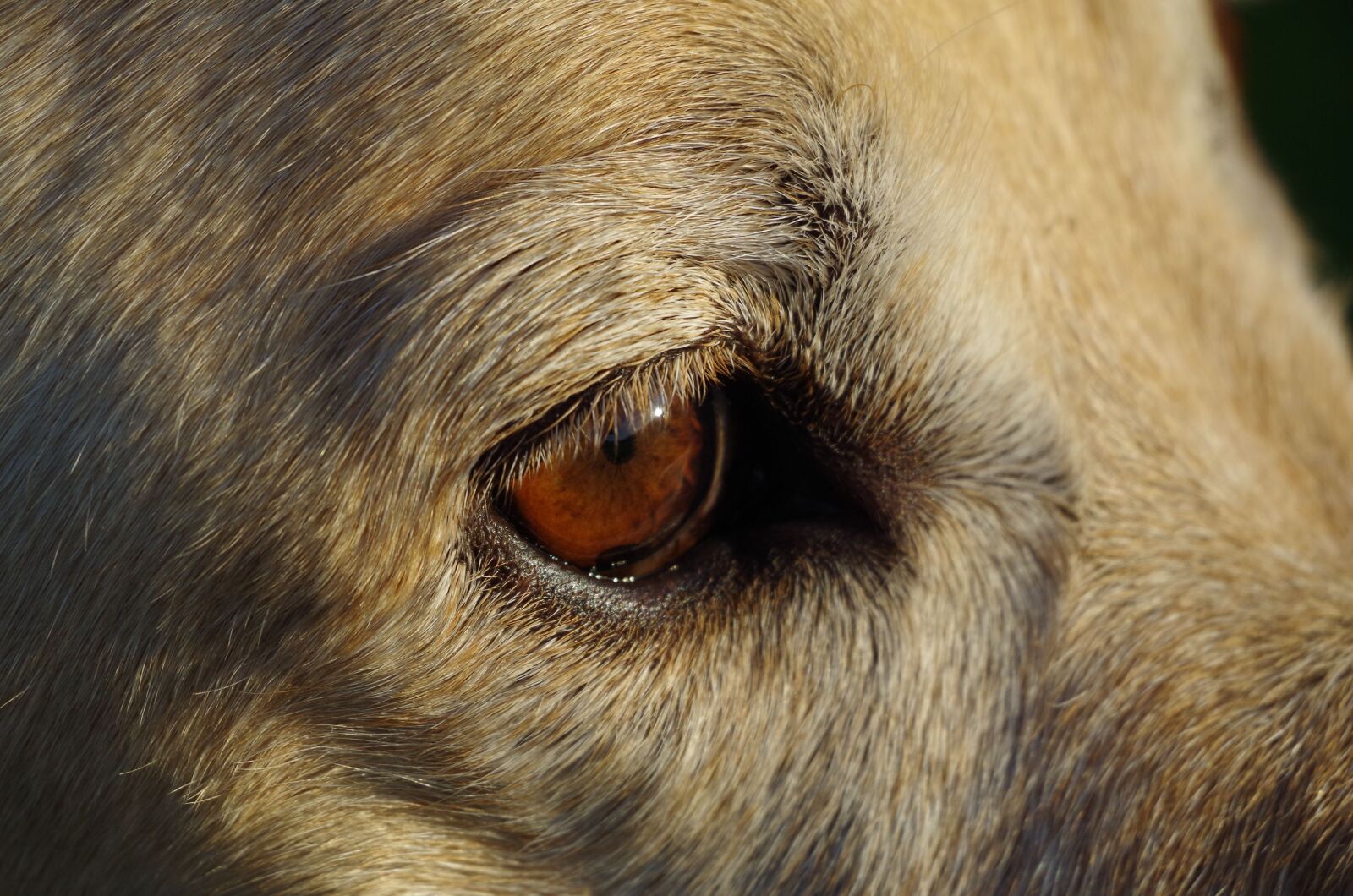 Pentax K-50 sample photo. Eye, dog, pet photography