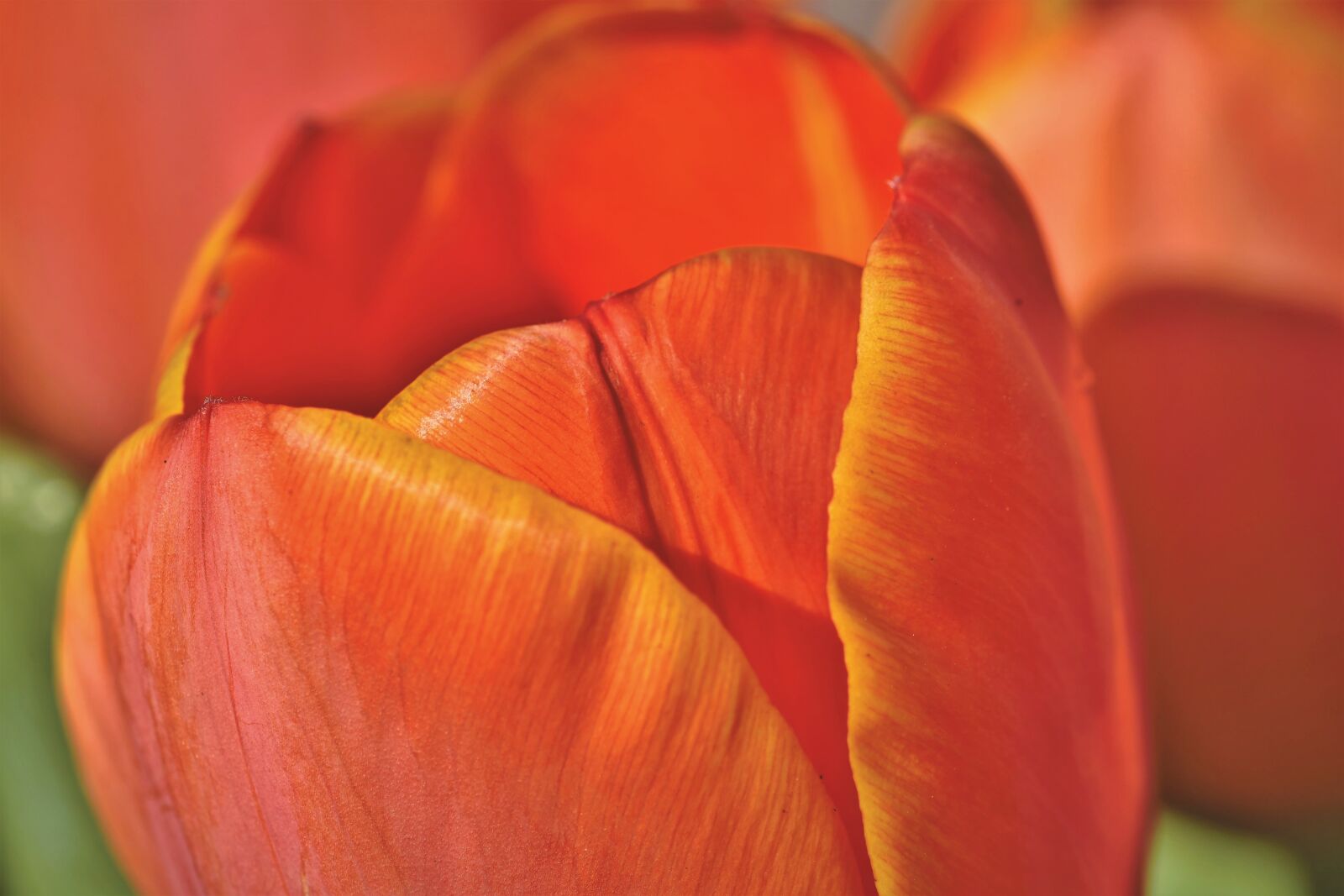 Nikon D7200 sample photo. Tulip, tulpenbluete, tulip field photography