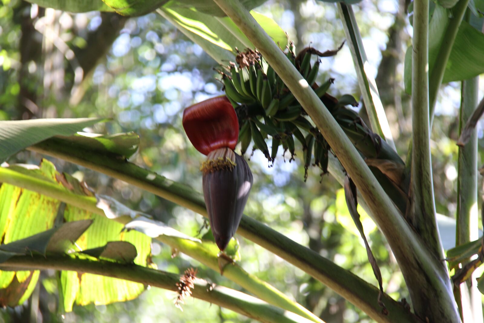 Canon EOS 60D + Canon EF-S 18-200mm F3.5-5.6 IS sample photo. Banana, nature, plants photography