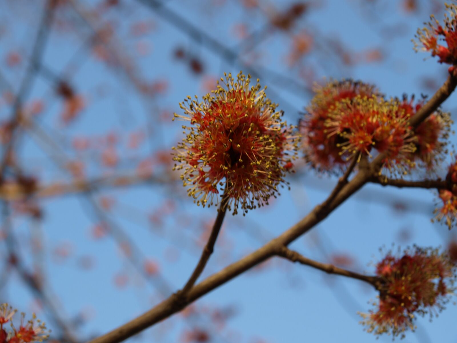 Olympus E-510 (EVOLT E-510) sample photo. Maple flower, blossom, seedling photography