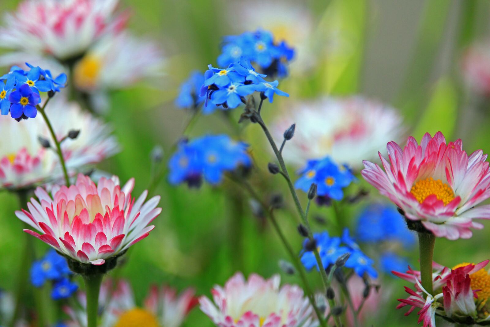 Canon EOS 700D (EOS Rebel T5i / EOS Kiss X7i) sample photo. Forget me not, daisy photography