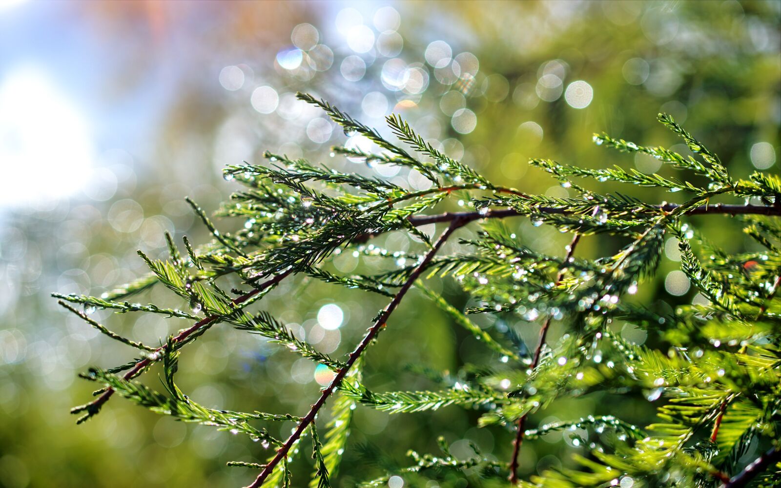 Nikon D5300 sample photo. Twig, conifer, almost photography