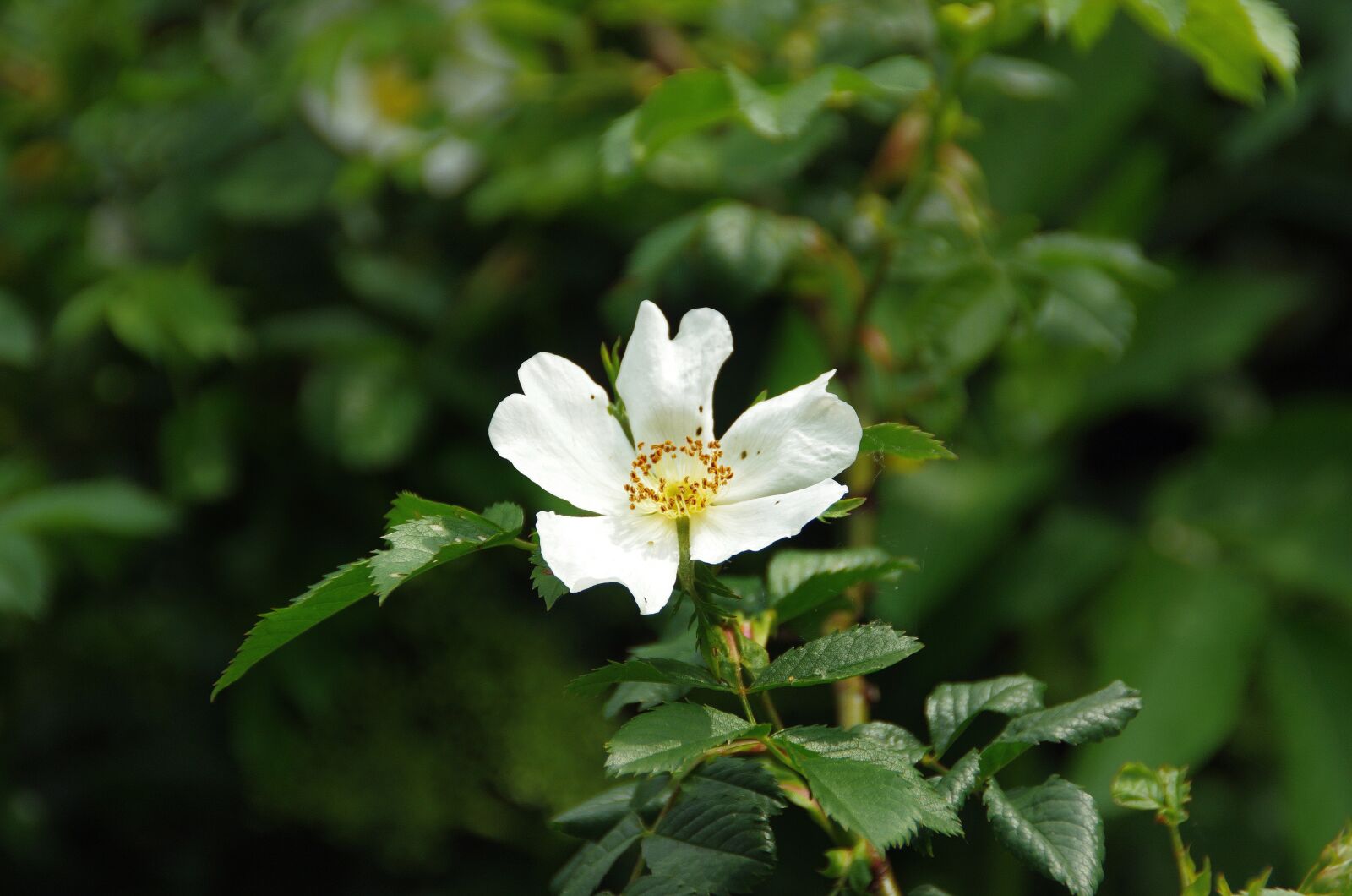 Pentax K-5 sample photo. Rose hips, white flower photography