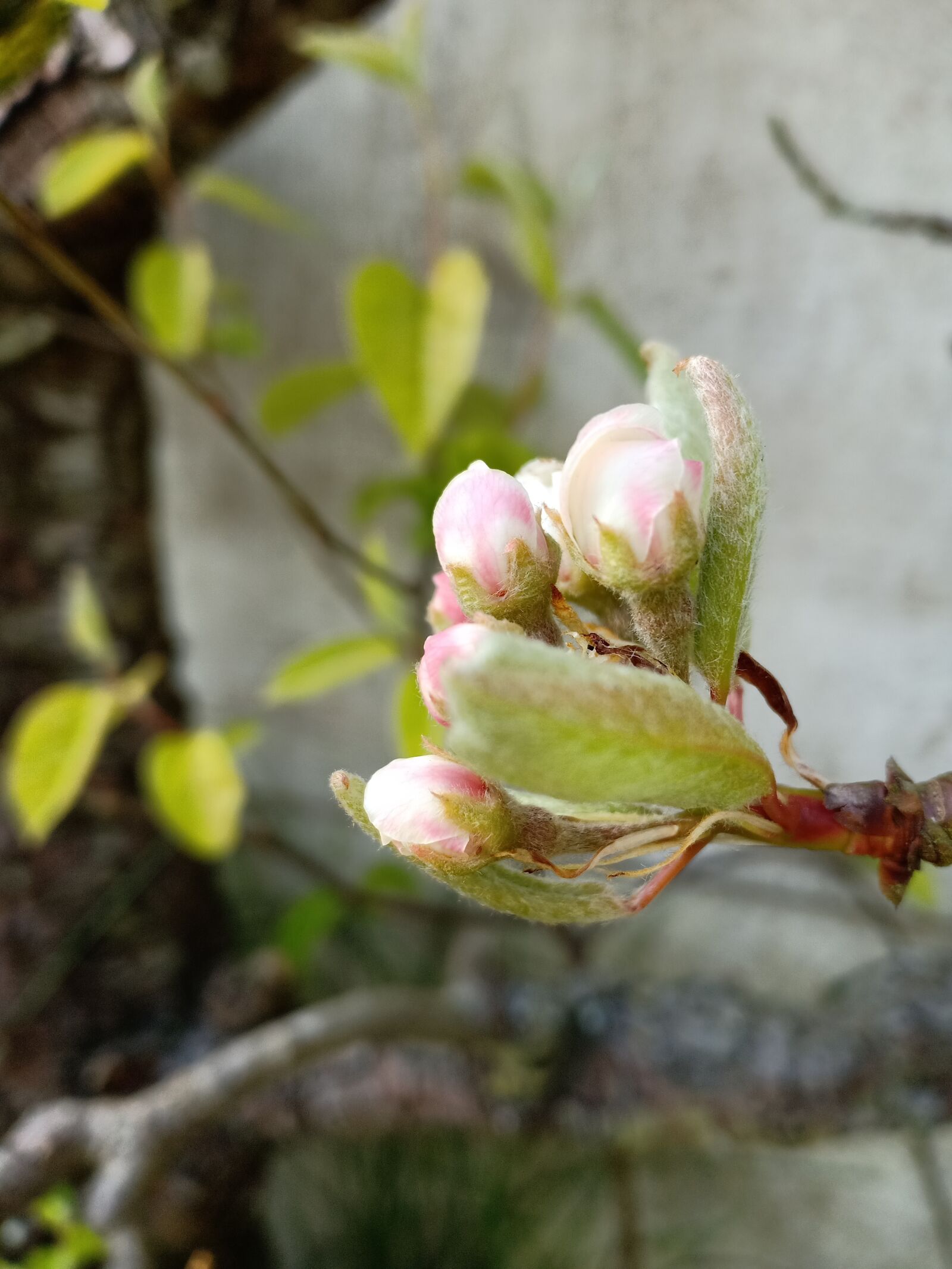 OPPO F7 sample photo. Apple blossom, apple tree photography