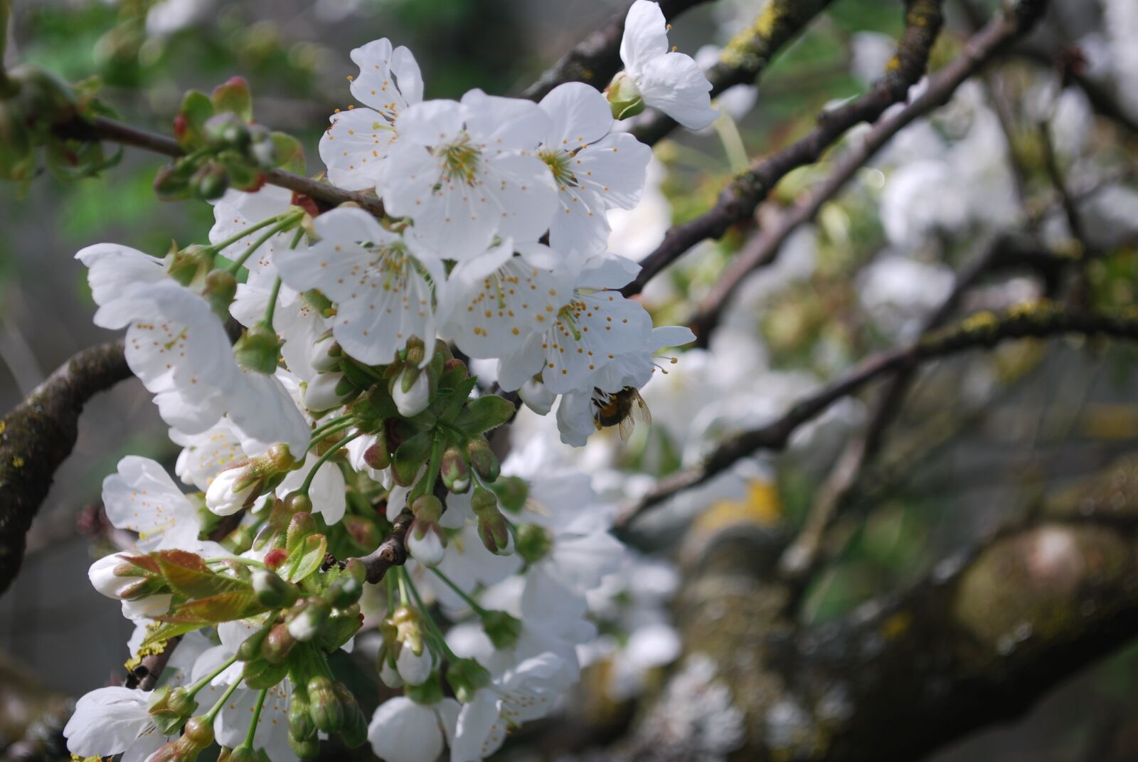 Nikon D60 sample photo. Cherry, flowers, spring photography