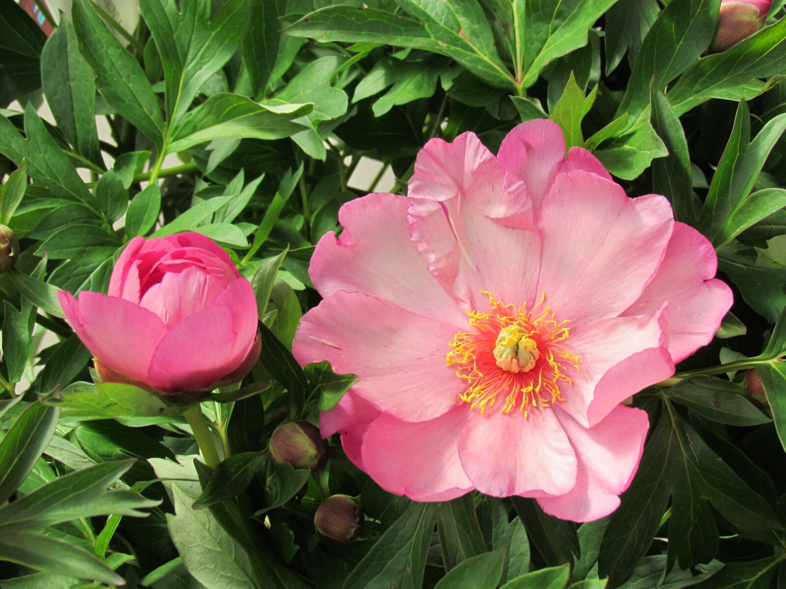 Canon PowerShot SX30 IS sample photo. Japanese peony, pink, english photography