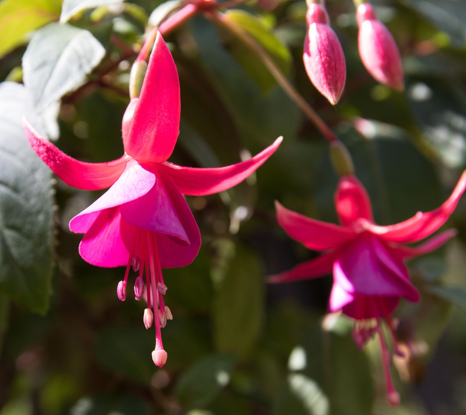 Canon EOS 80D sample photo. Fuchsia, plant, blossom photography