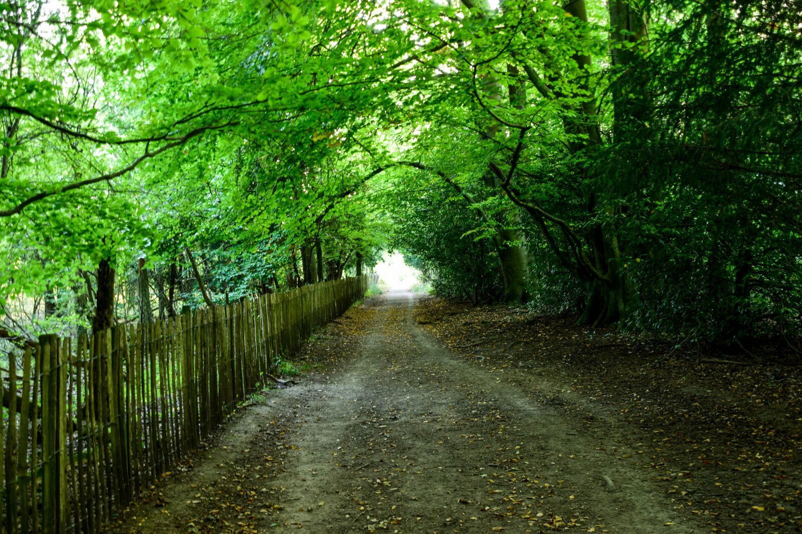 Nikon D5300 sample photo. Nature, autumn, landscape photography
