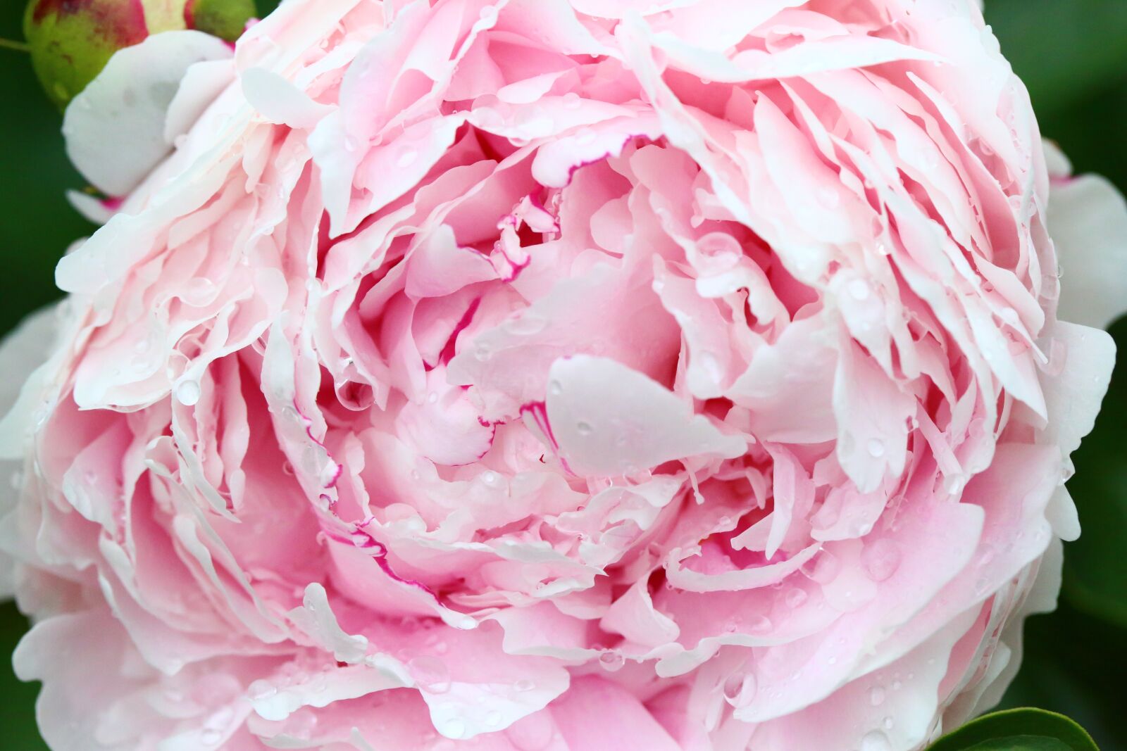 Canon EF 100mm F2.8L Macro IS USM sample photo. Pink, peony, bloom photography