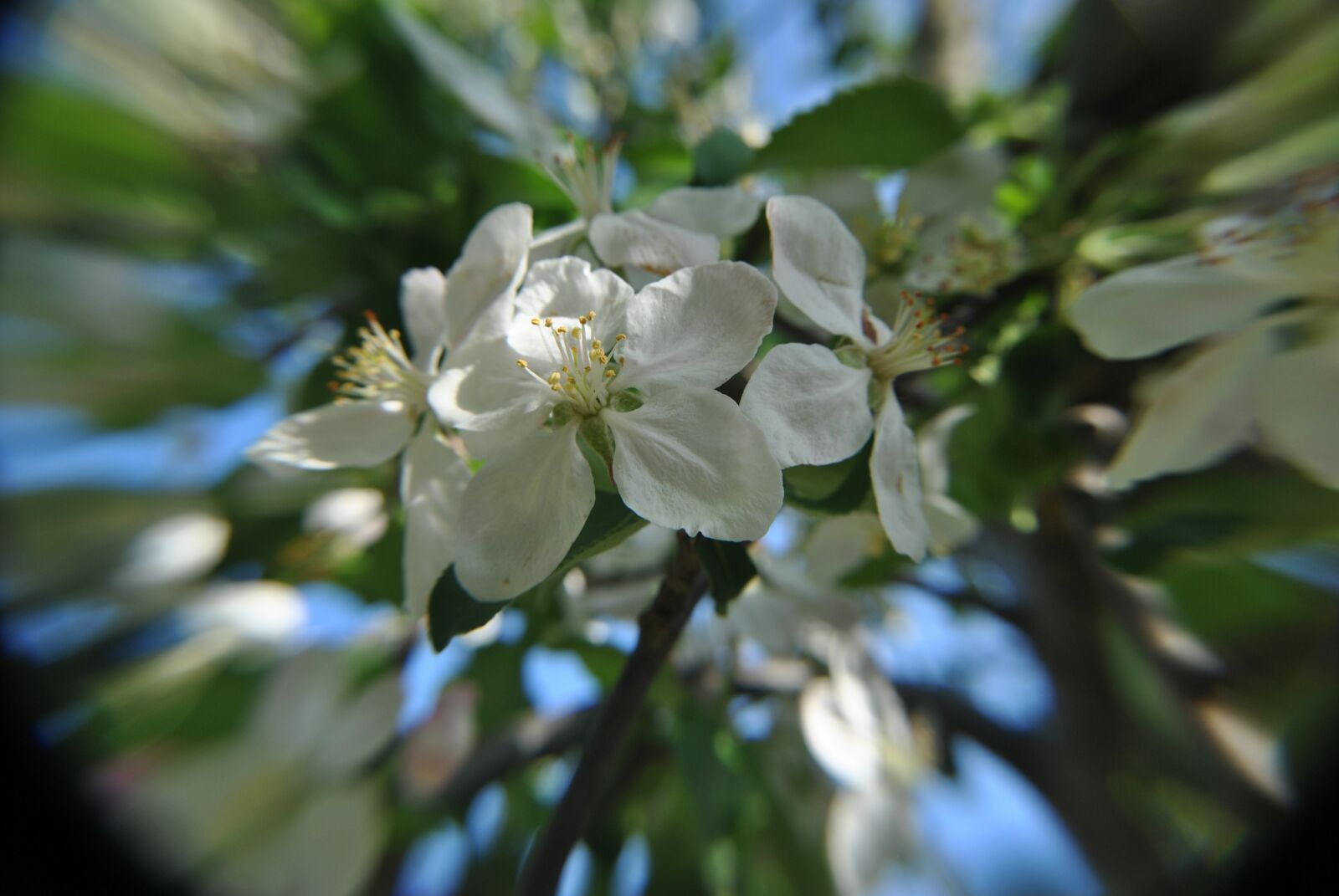 Nikon D3000 sample photo. Tree, flower, flowering photography