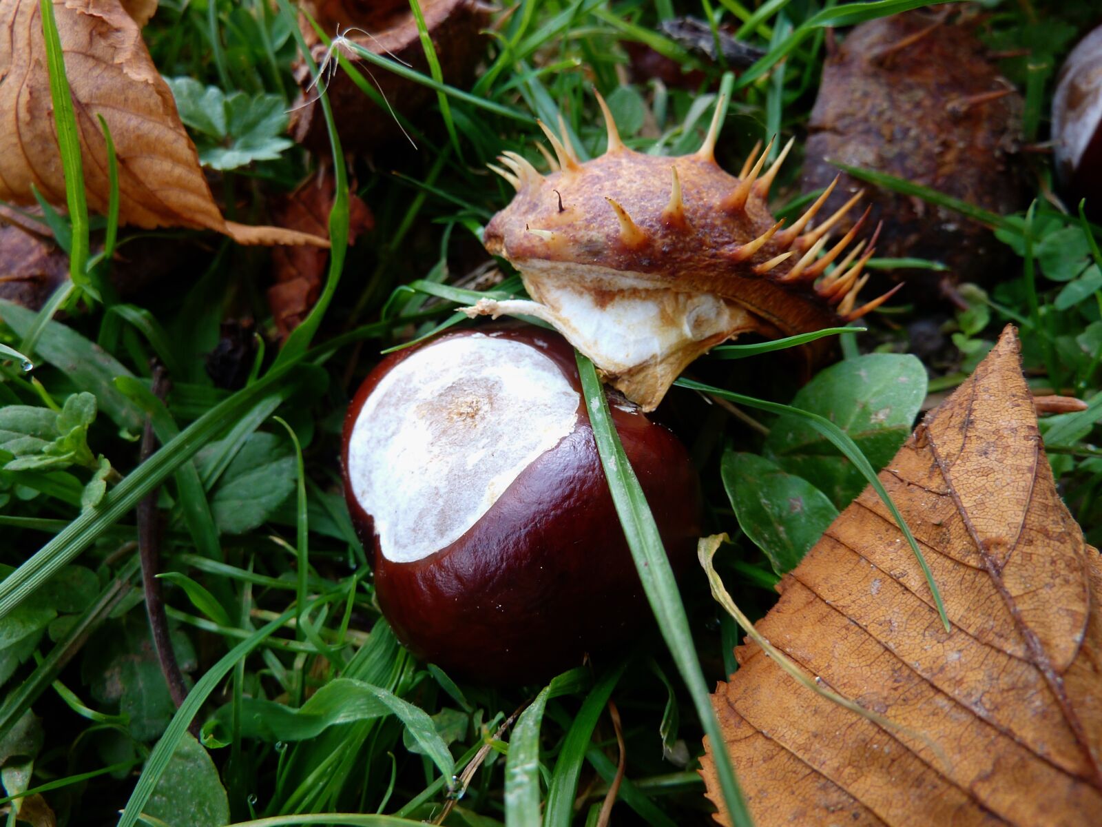Panasonic DMC-TZ7 sample photo. Chestnut, fruit, maroni photography