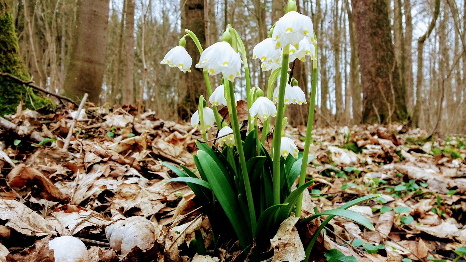 Samsung Galaxy J5(2016) sample photo. Spring, snowflake, flowers photography