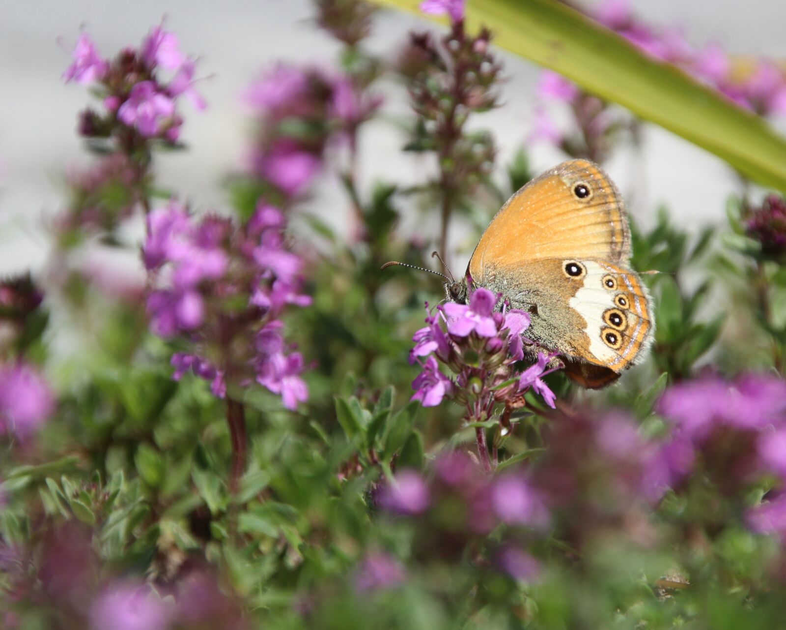 Canon EOS 1200D (EOS Rebel T5 / EOS Kiss X70 / EOS Hi) sample photo. Butterfly, public record photography