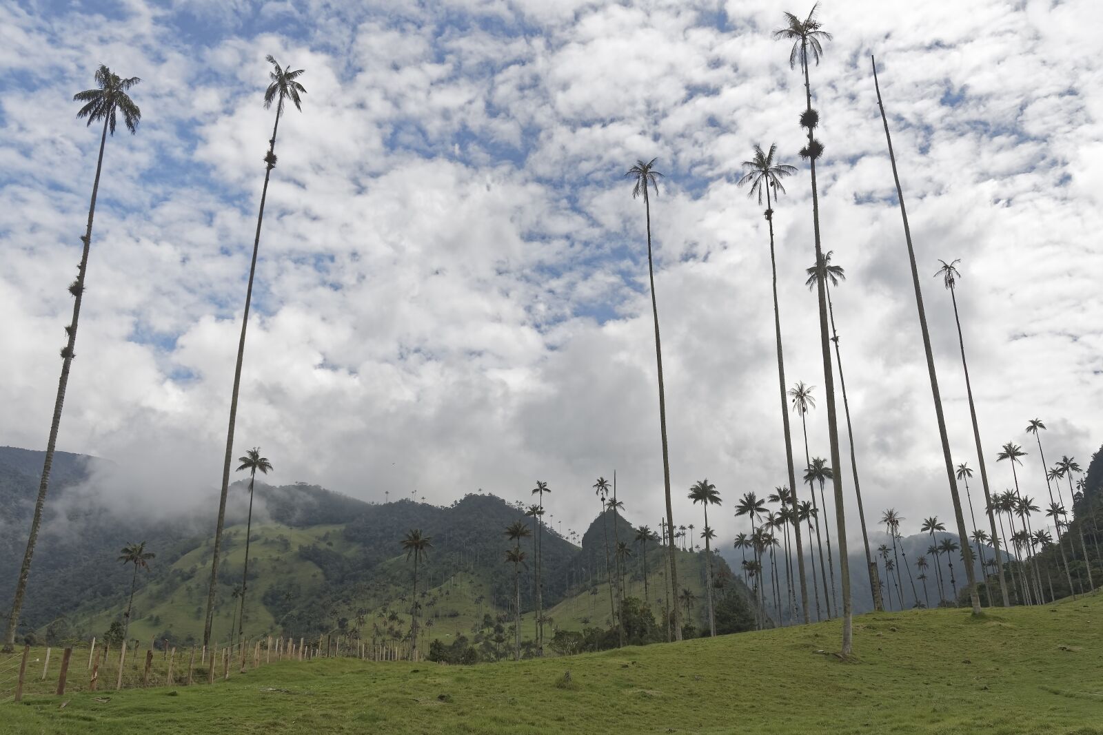 Nikon D500 sample photo. Colombia, palm trees, cocora photography