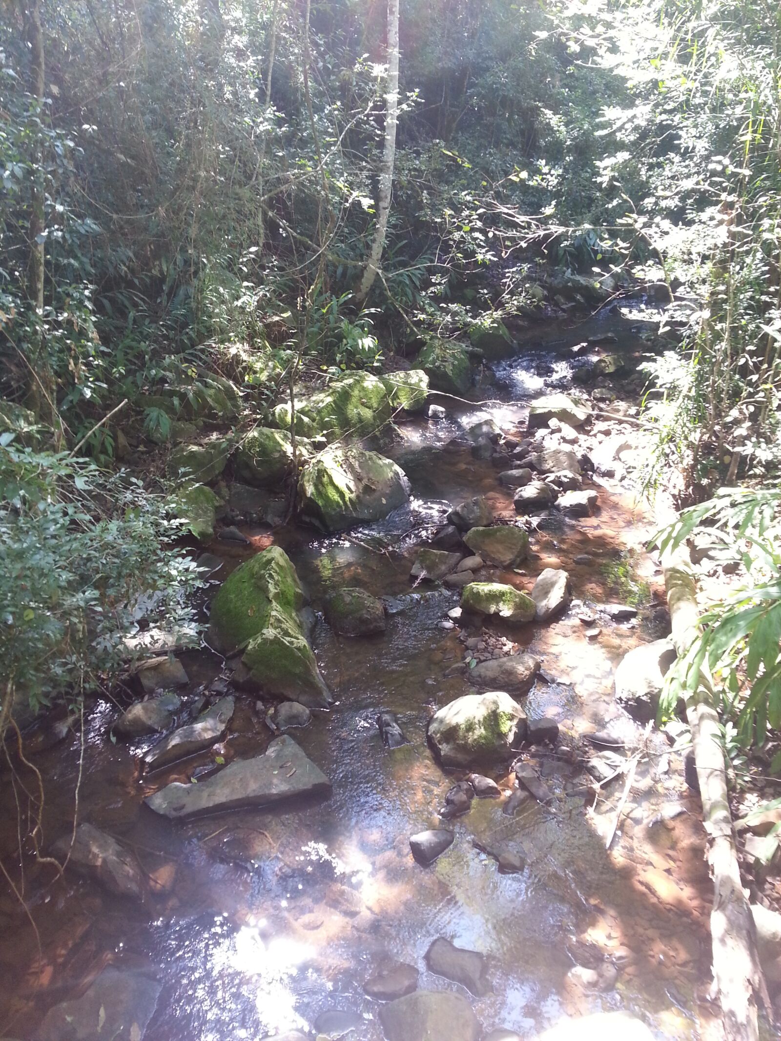 Samsung Galaxy Note2 sample photo. Forest, scenery, creek photography