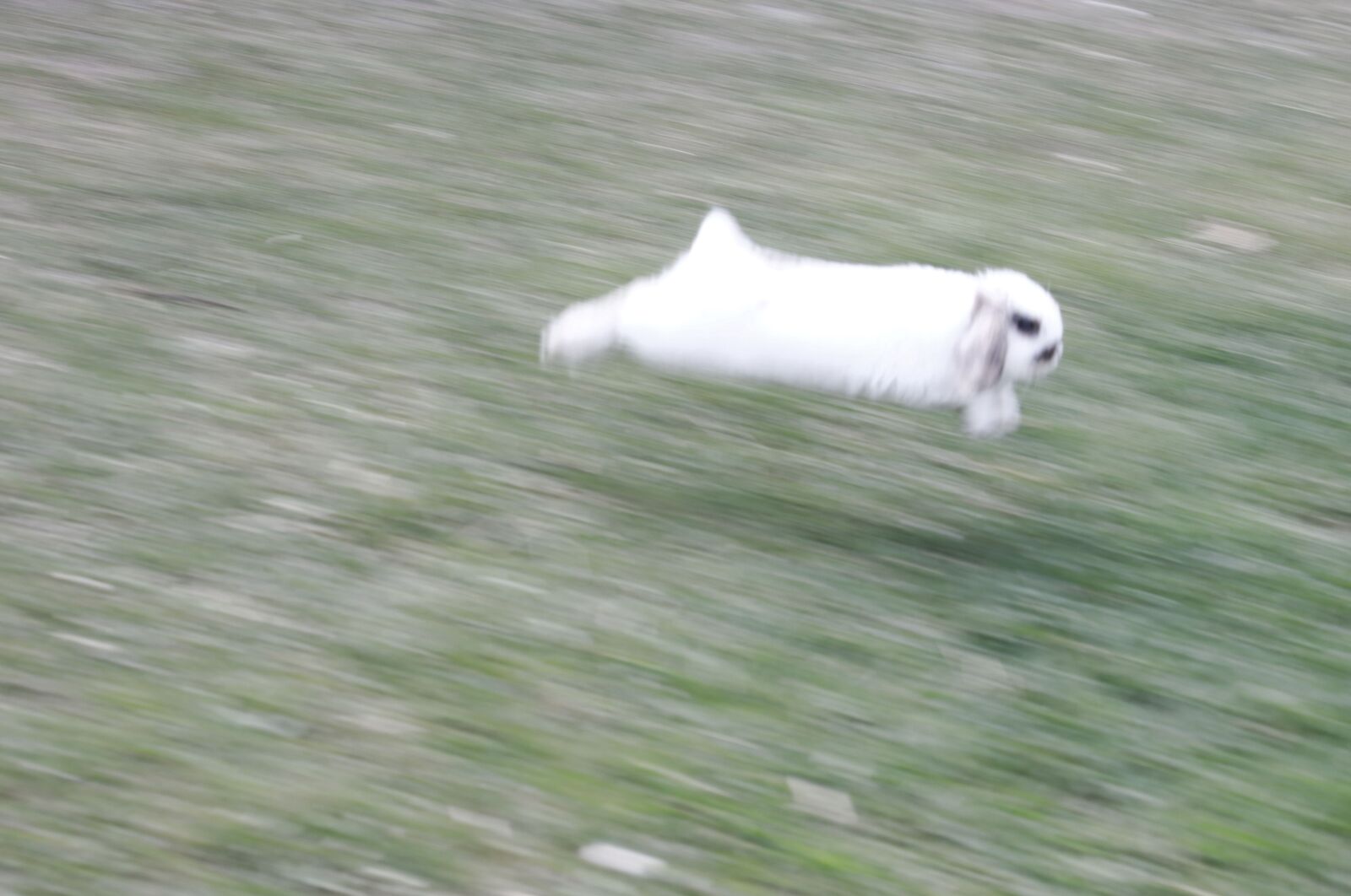Canon EF-S 55-250mm F4-5.6 IS sample photo. Rabbit, bunny, running photography