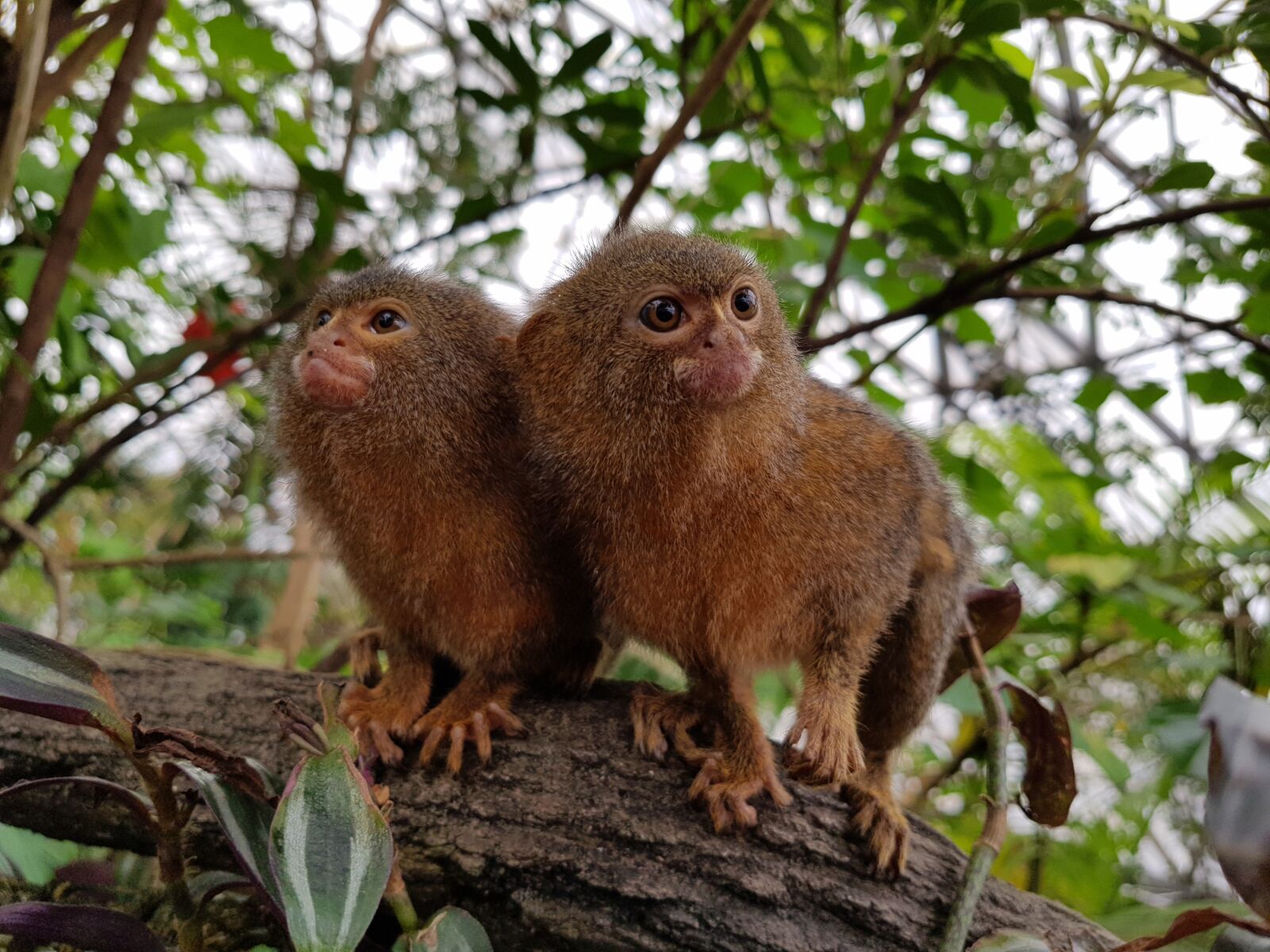 Samsung Galaxy S8 sample photo. Monkeys, rainforest, wildlife photography