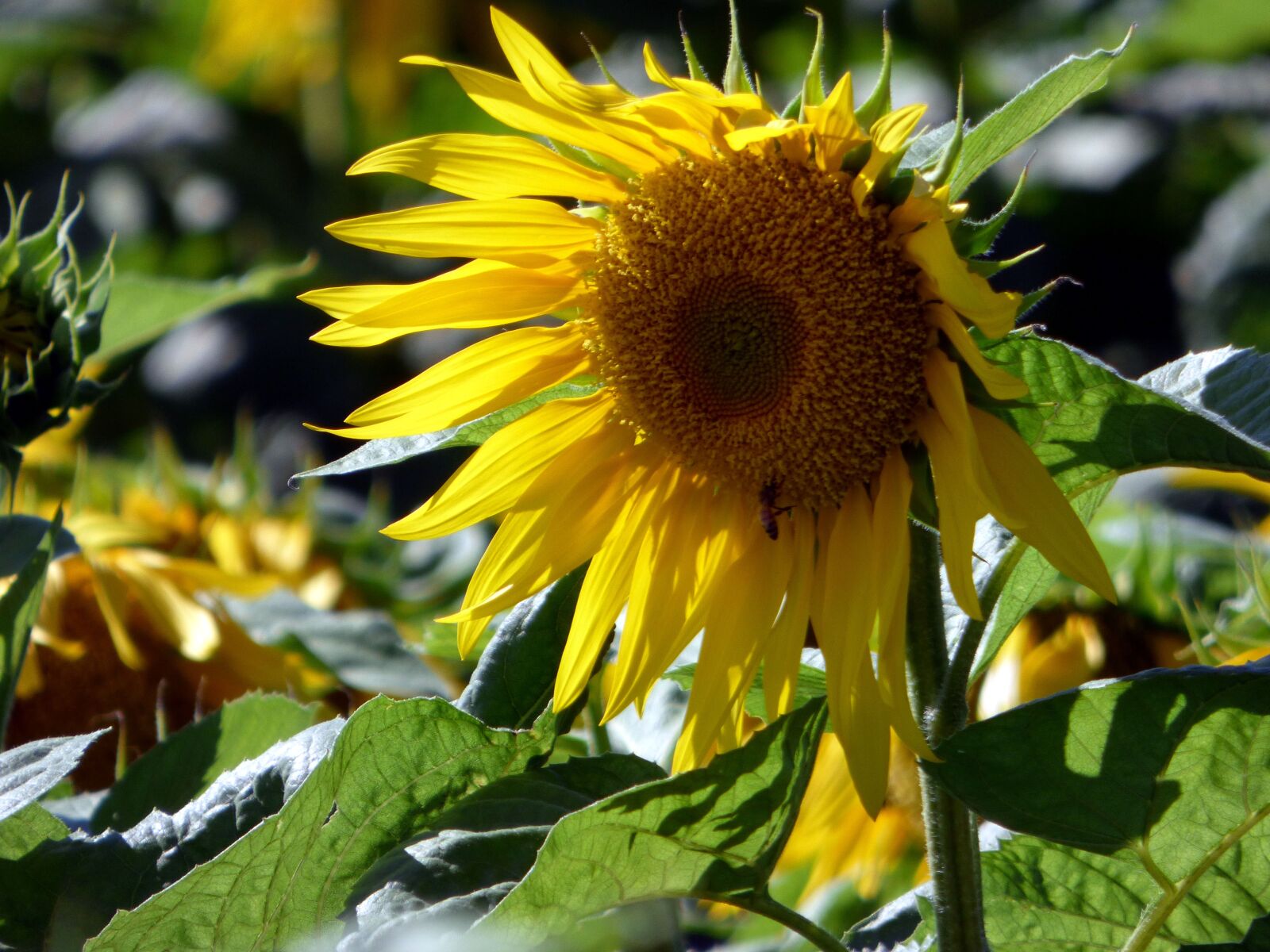 Panasonic DMC-FZ72 sample photo. Sunflower, flower, nature photography