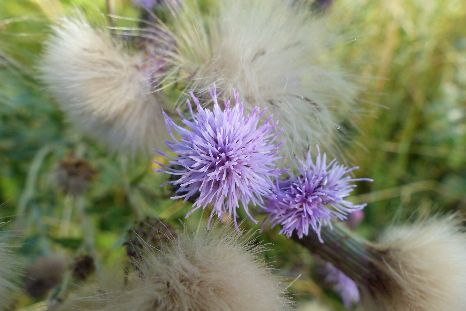 Panasonic Lumix DMC-FZ200 sample photo. Flowers, wild, spring photography