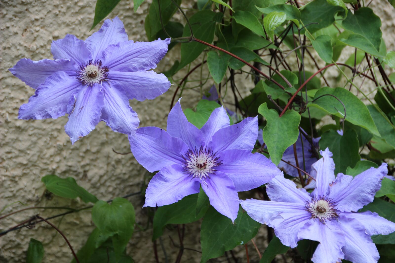 Canon EOS 600D (Rebel EOS T3i / EOS Kiss X5) sample photo. Clematis, blue clematis, climber photography