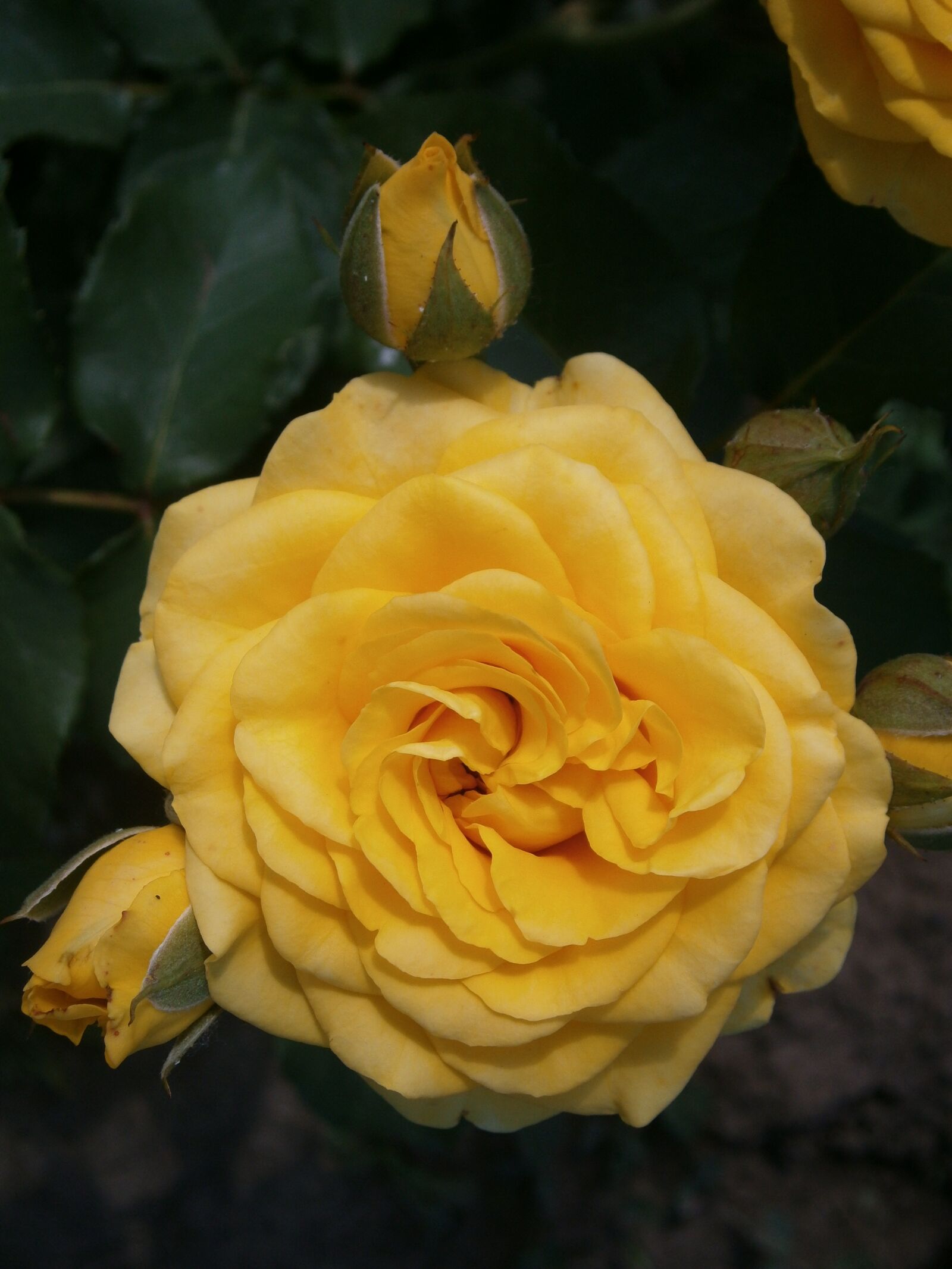 Olympus VG130,D710 sample photo. Rose, flower, yellow photography