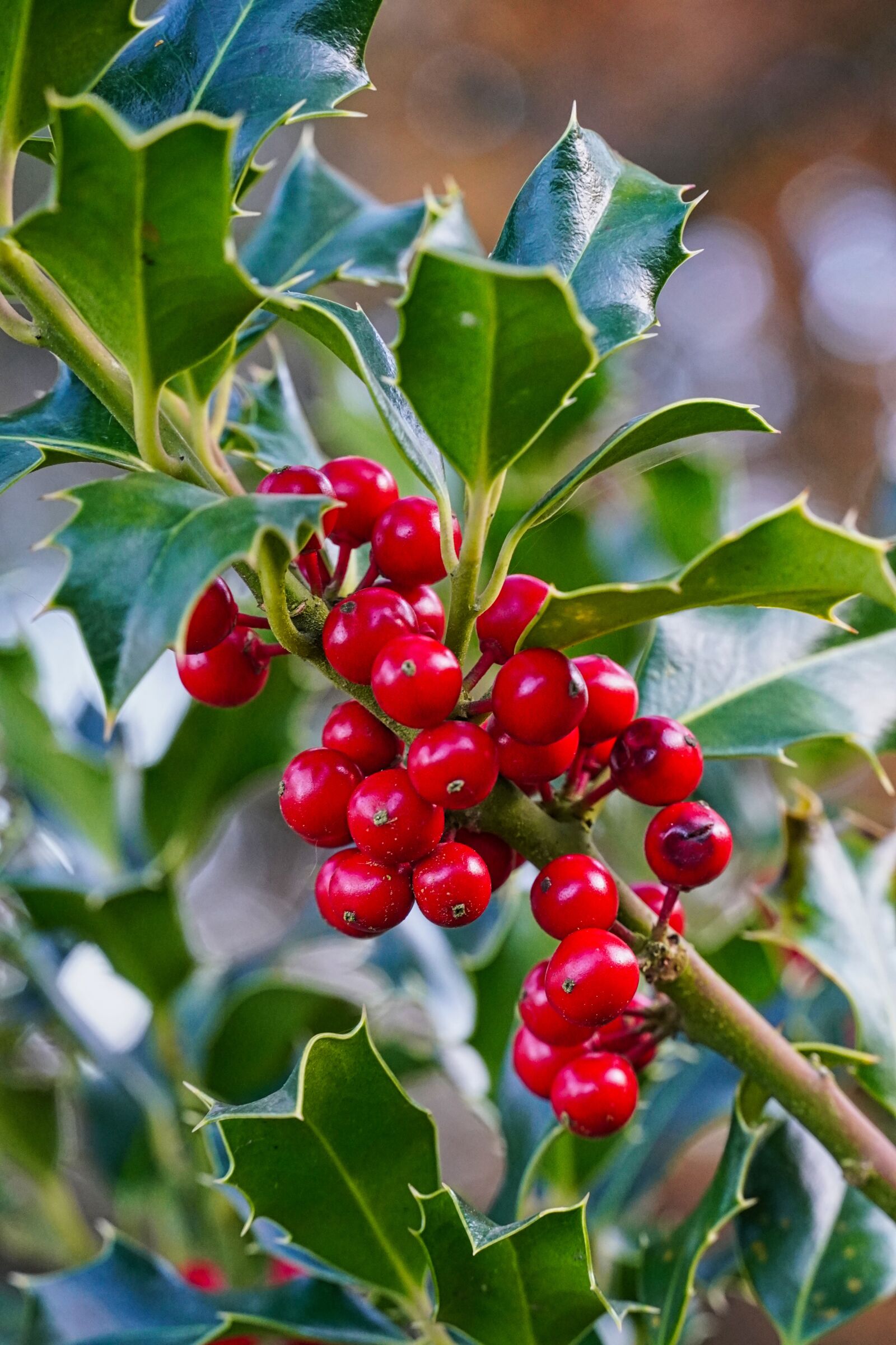 Sony E 18-135mm F3.5-5.6 OSS sample photo. Holly, christmas plant, plant photography