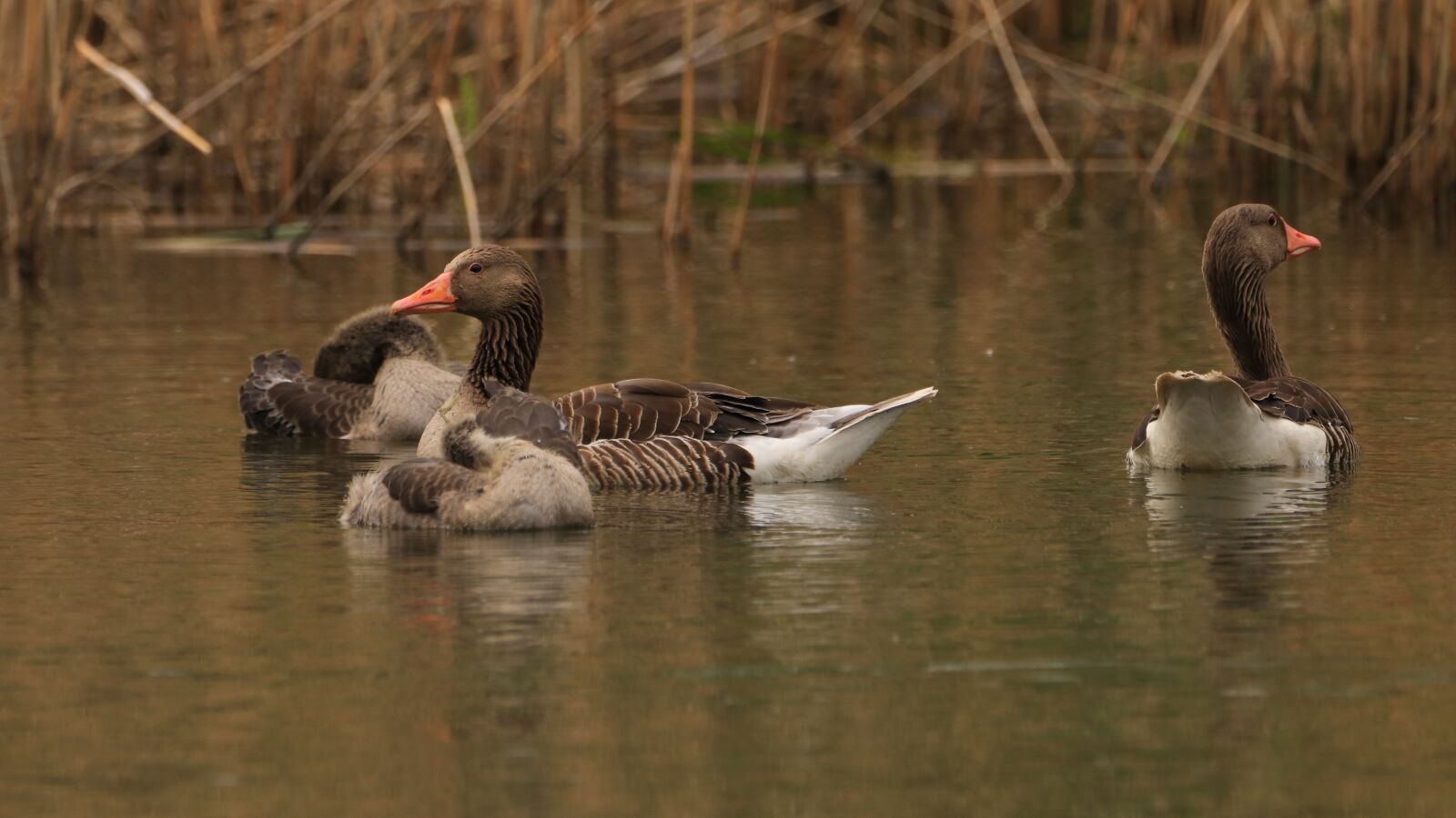 150-600mm F5-6.3 DG OS HSM | Contemporary 015 sample photo. Lake, water bird, nature photography