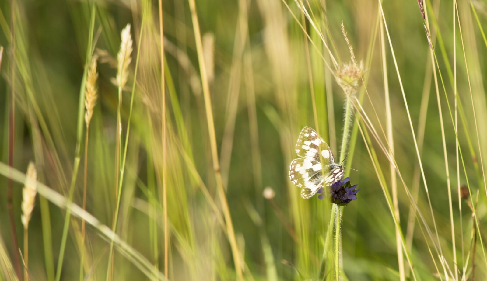 Canon EF 70-300mm F4-5.6 IS USM sample photo. Nature, butterfly, insect photography
