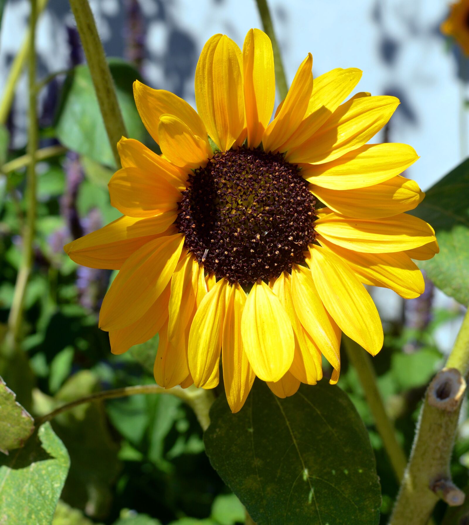 Nikon D3200 sample photo. Sunflower, yellow, blossom photography