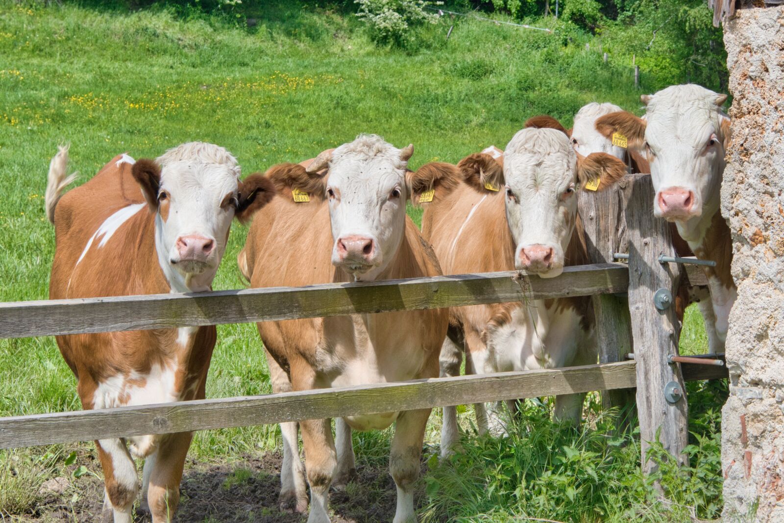 Nikon D7500 sample photo. Cows, cattle, heads photography