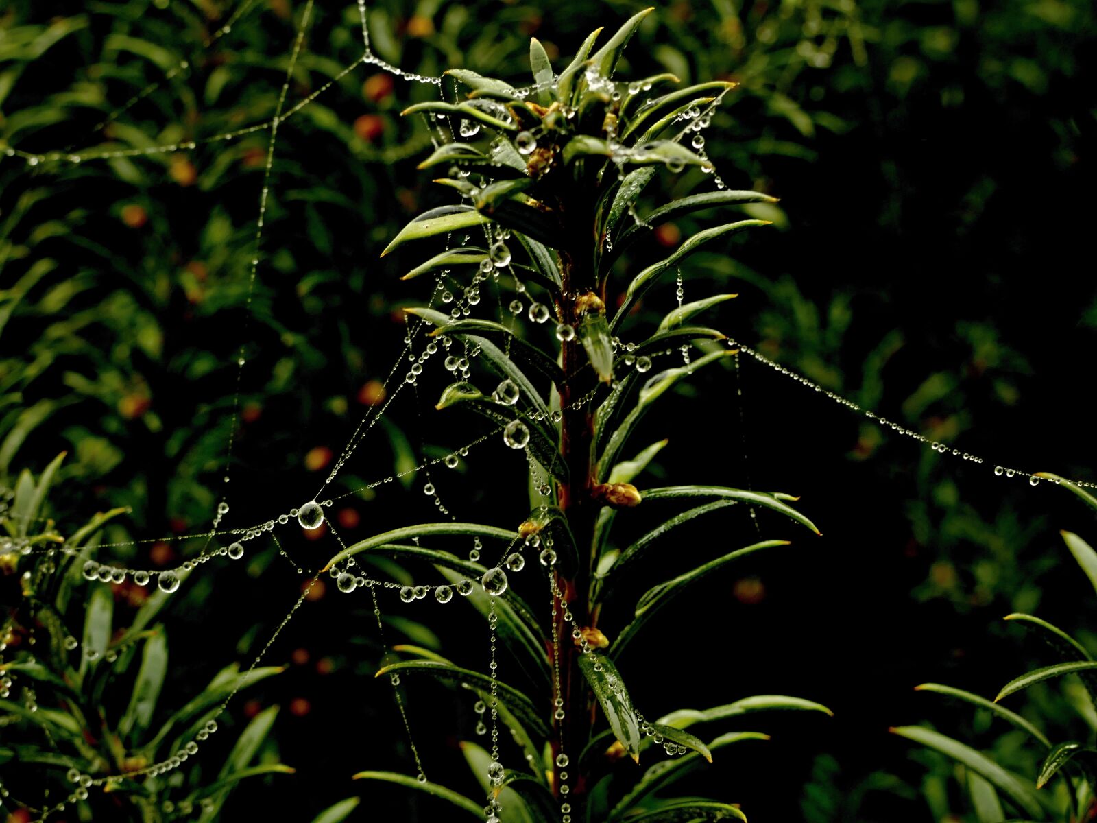 Panasonic Lumix DMC-FZ1000 sample photo. Thousand, plain, tree photography