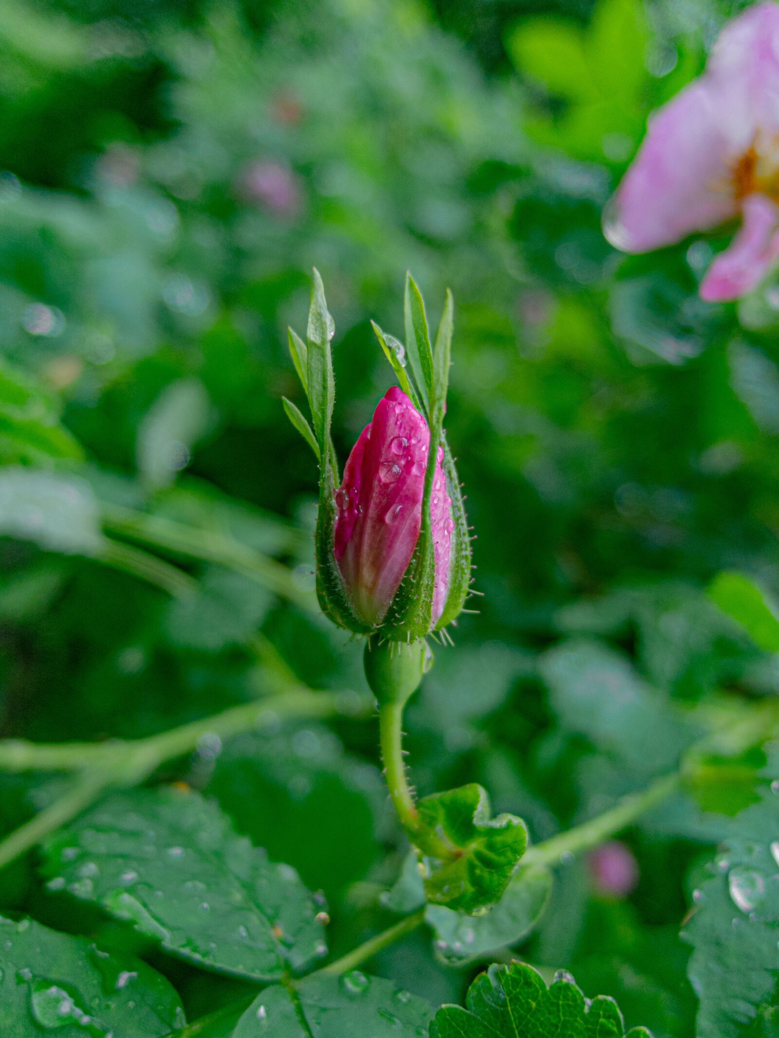 Nikon Coolpix P340 sample photo. Flower, pink, green photography