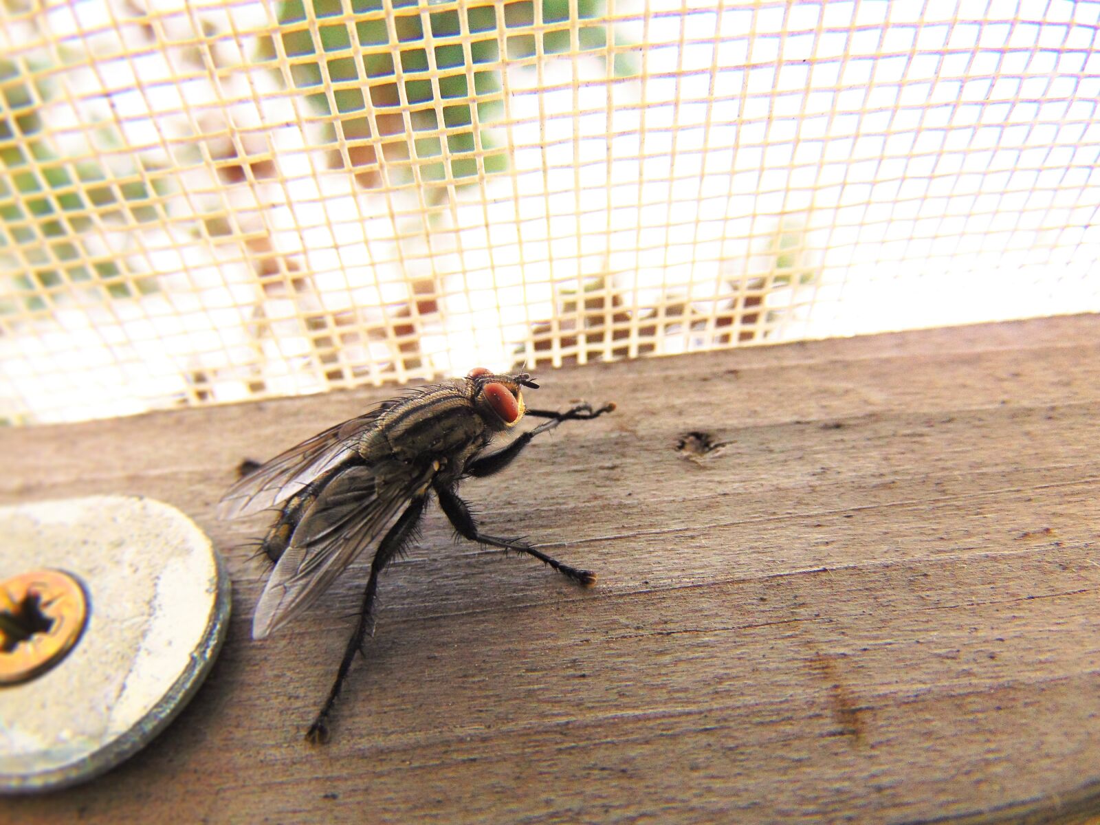 Sony Cyber-shot DSC-H300 sample photo. Fly, nature, housefly photography