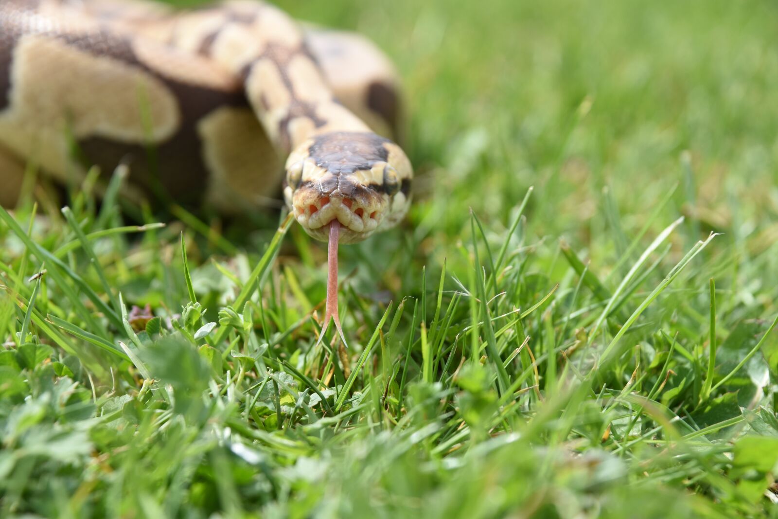 Nikon D7200 sample photo. Snake, python, reptile photography
