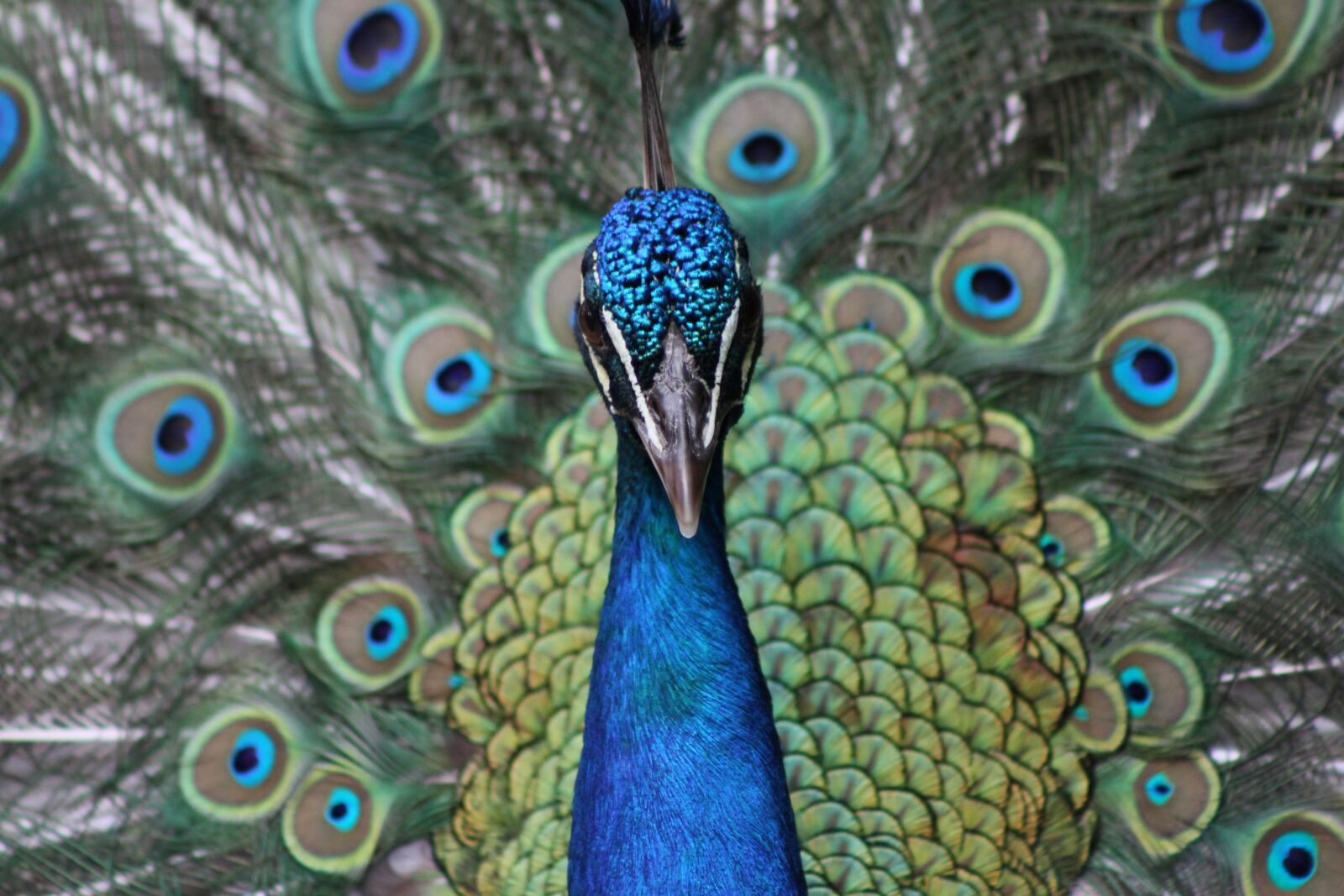 Canon EOS 7D sample photo. Peacock, blue, pattern photography