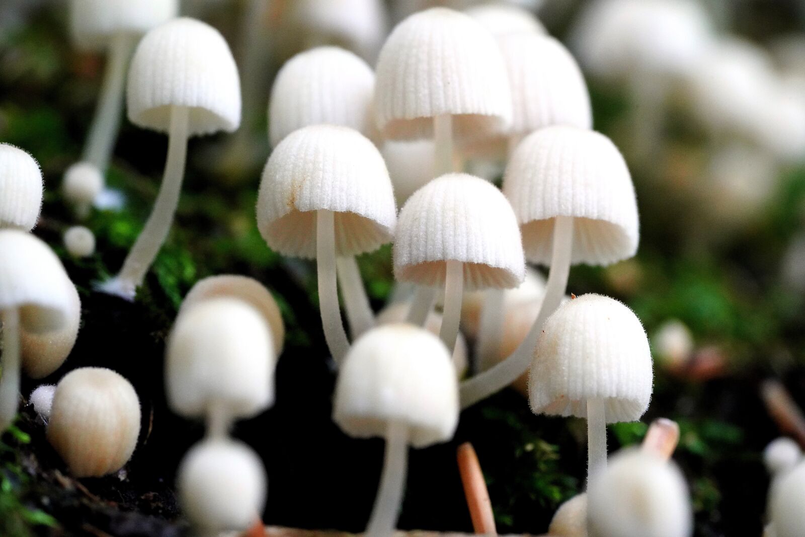 Sony a7R III + Sony FE 90mm F2.8 Macro G OSS sample photo. Mushroom, mshroom, wild photography