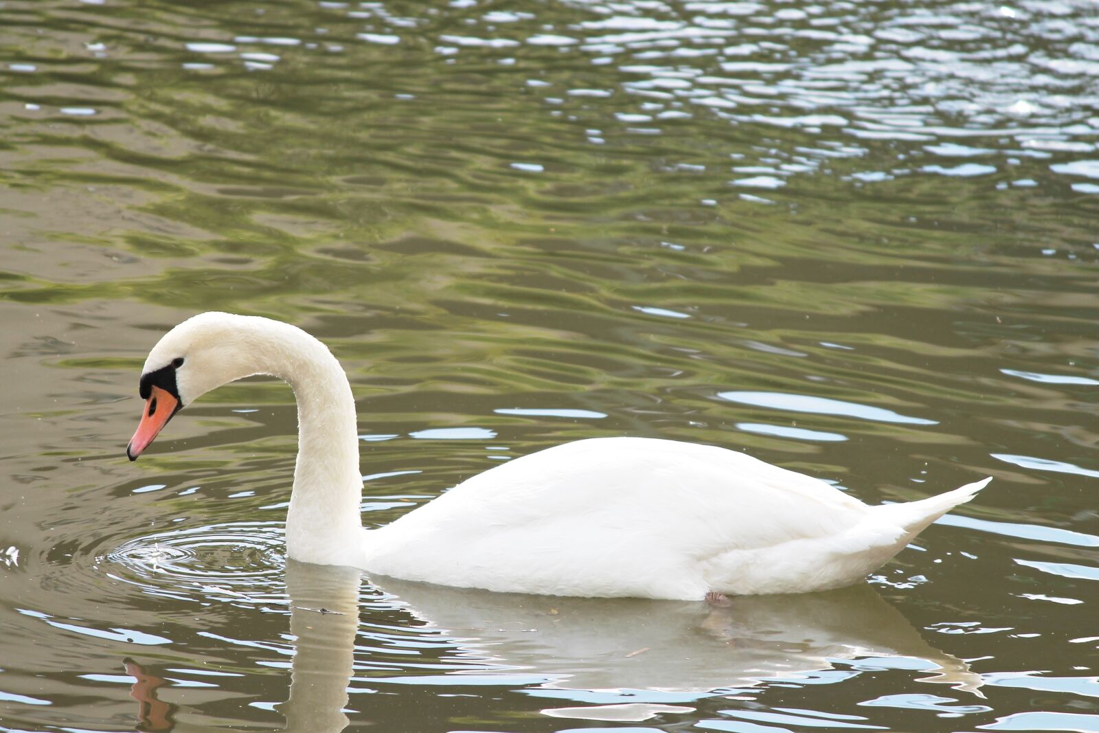 Canon EOS 1100D (EOS Rebel T3 / EOS Kiss X50) sample photo. Swan, mute swan, water photography