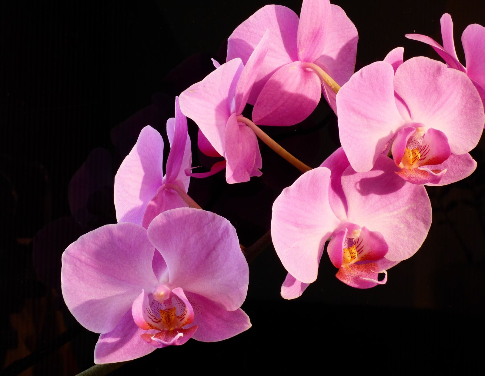 Panasonic DMC-FZ72 sample photo. Orchid, plant, pink photography