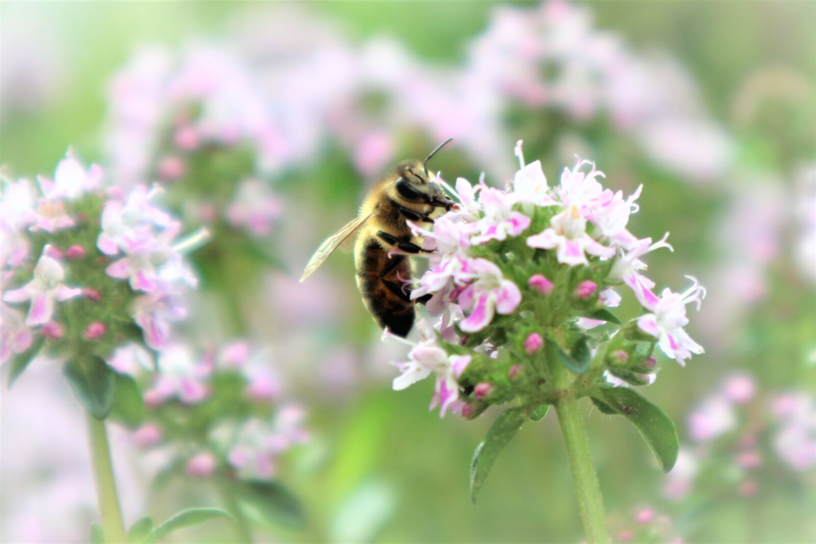 Canon EOS M10 sample photo. Bee, garden, flower photography