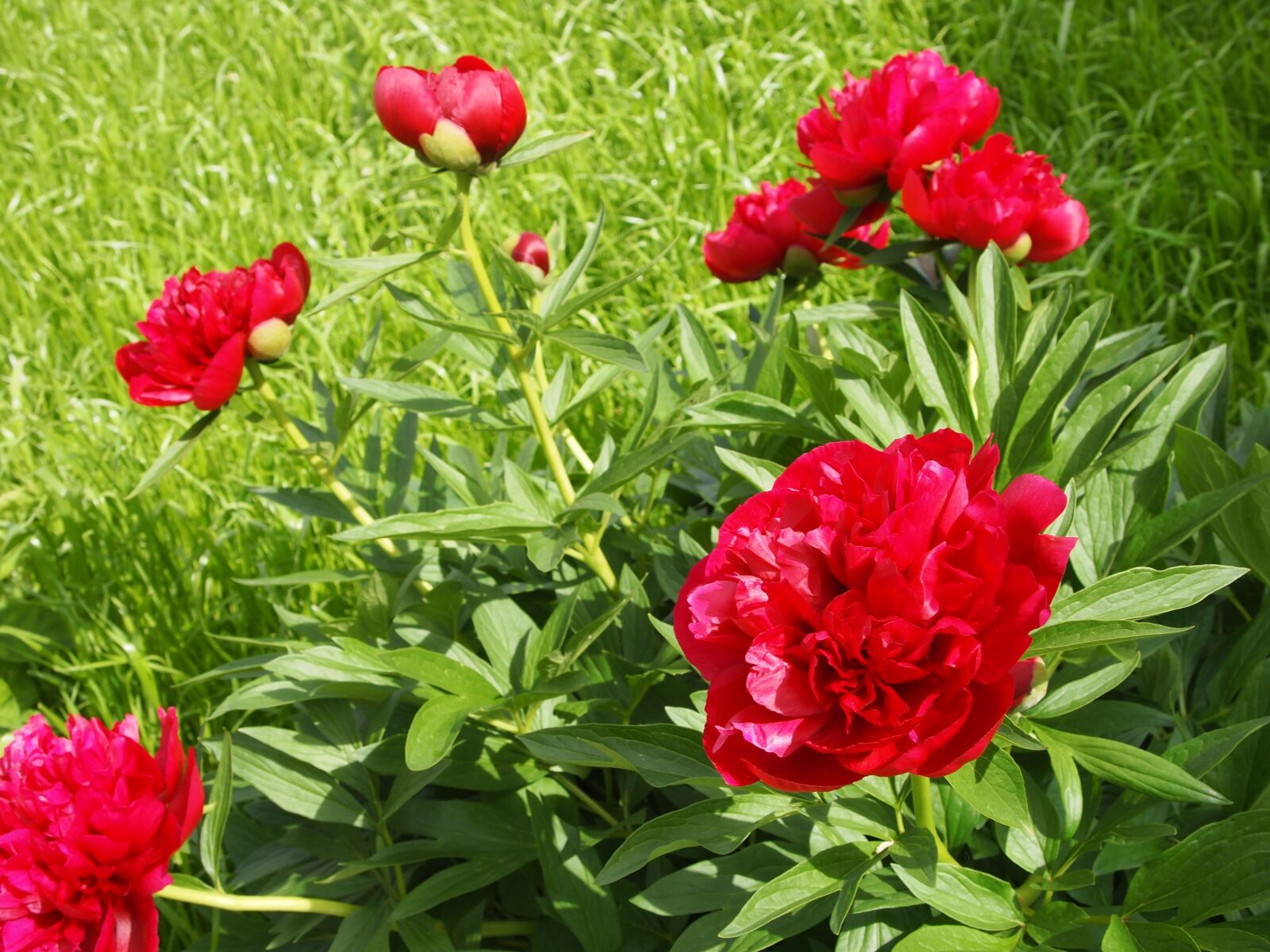 Olympus PEN E-PL1 sample photo. Flowers, garden, peony photography
