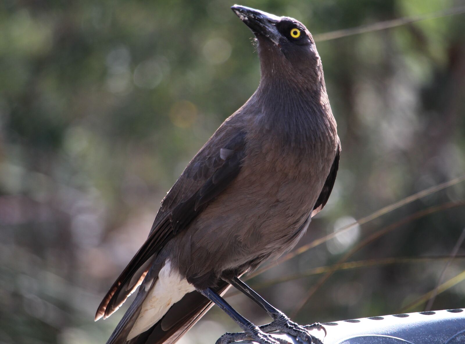 Canon EOS 100D (EOS Rebel SL1 / EOS Kiss X7) sample photo. Currawong, grey currawong, australian photography