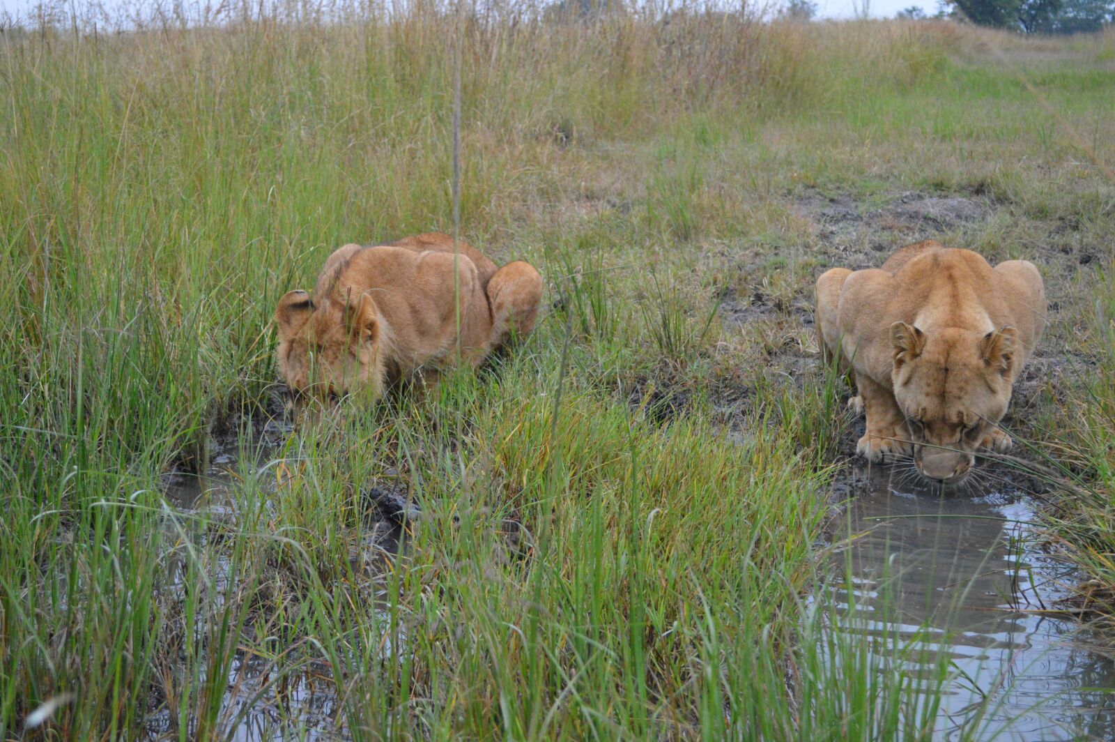 Nikon D3200 sample photo. Africa, safari, predator photography