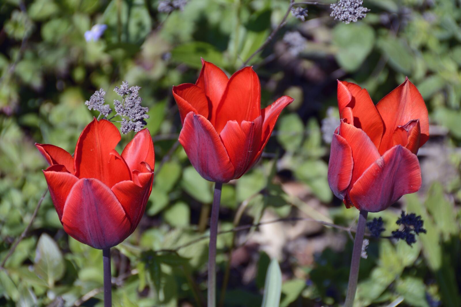 Nikon D7100 sample photo. Tulips, spring, red photography