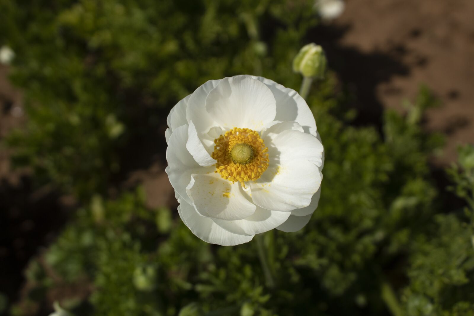 Canon EOS 1300D (EOS Rebel T6 / EOS Kiss X80) sample photo. White, flower, flowers photography