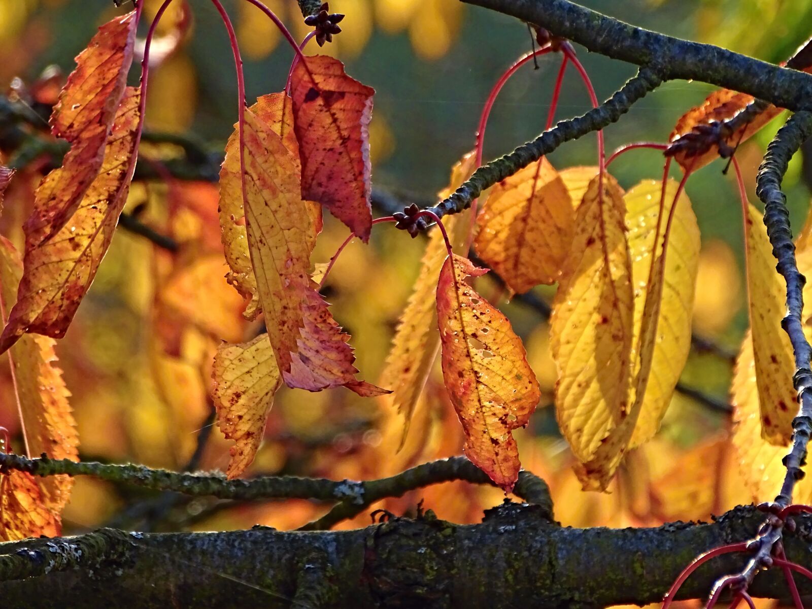 Sony Cyber-shot DSC-HX400V sample photo. Autumn, leaves, colorful photography
