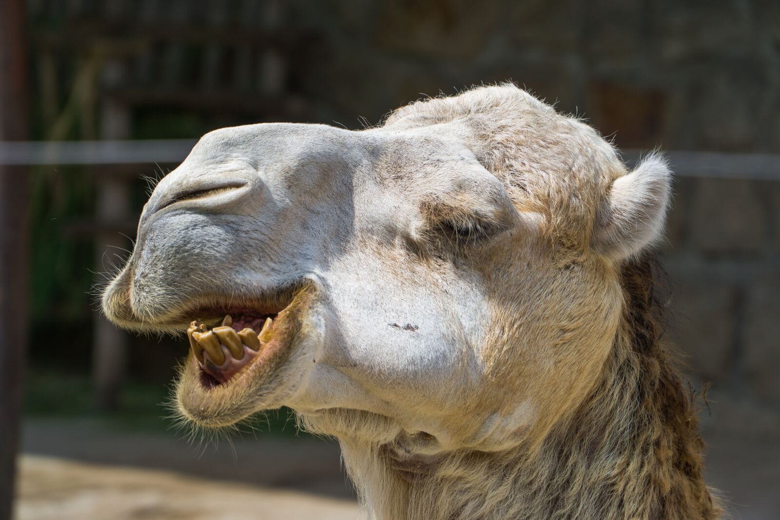 Sony a6000 + Sony E PZ 18-105mm F4 G OSS sample photo. Camel, animal, zoo photography